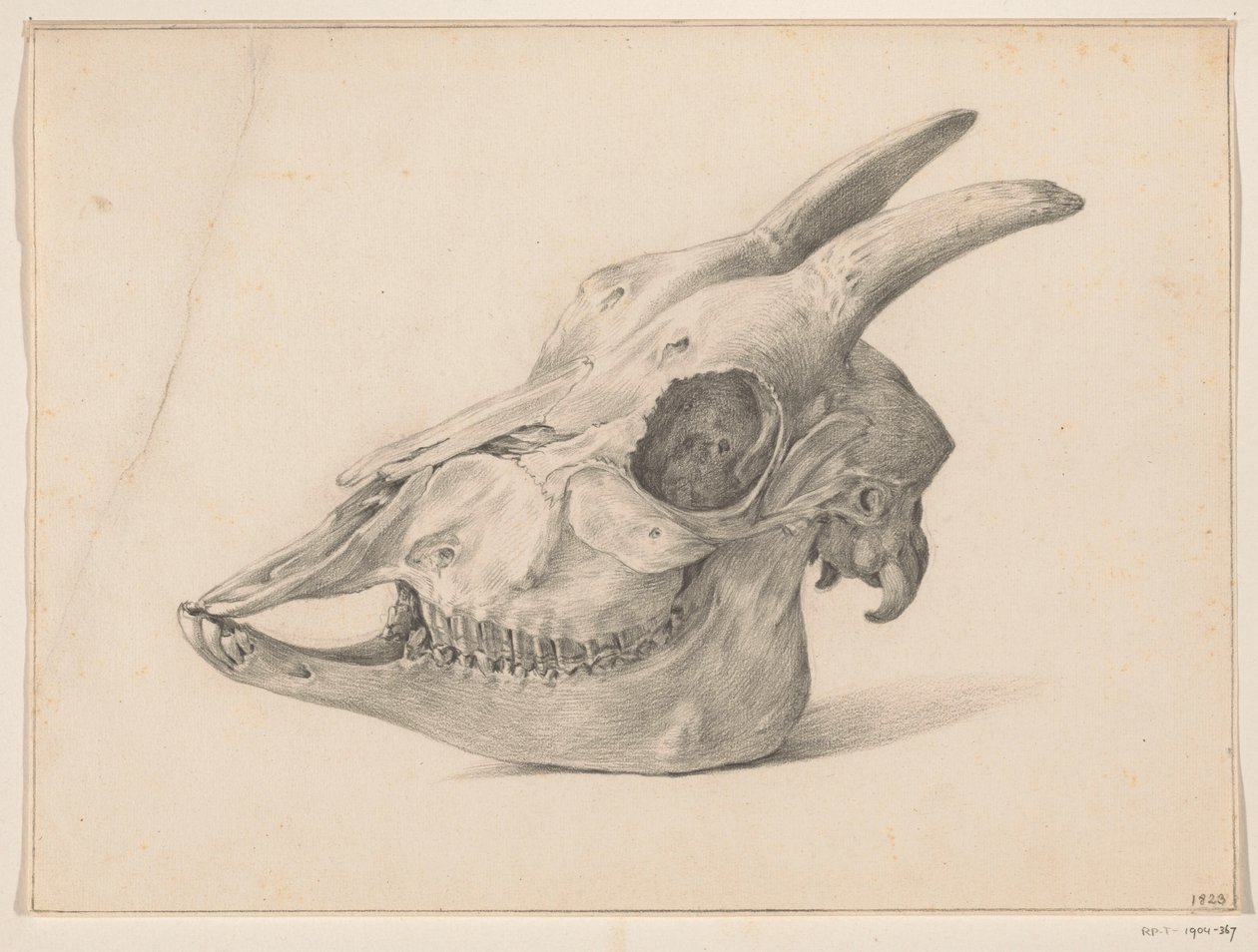 Skull of a Goat by Jean Bernard