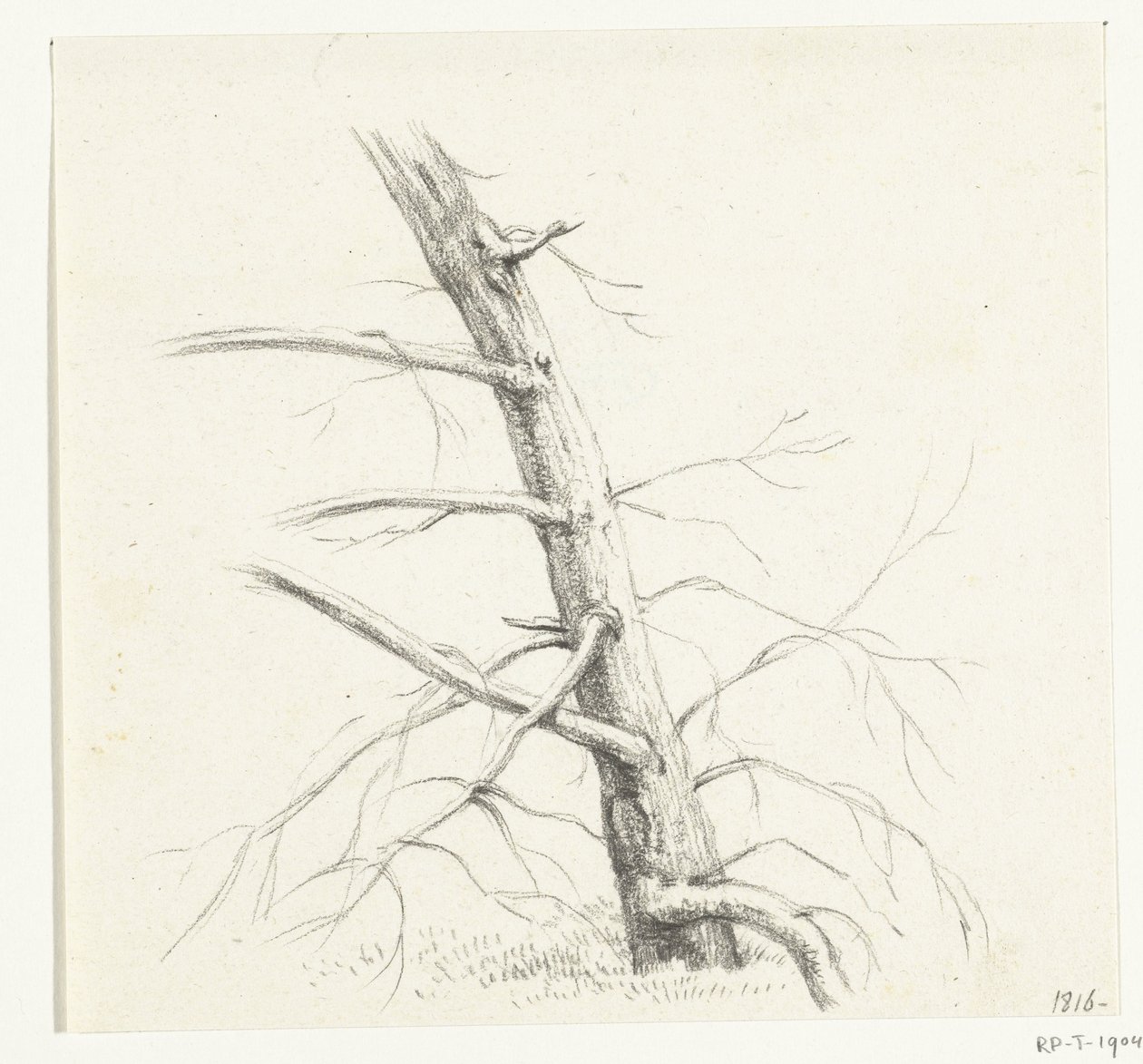 Study of a Tree by Jean Bernard