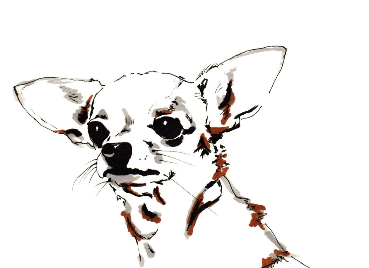 Big Ears the Chihuahua by Jo Chambers