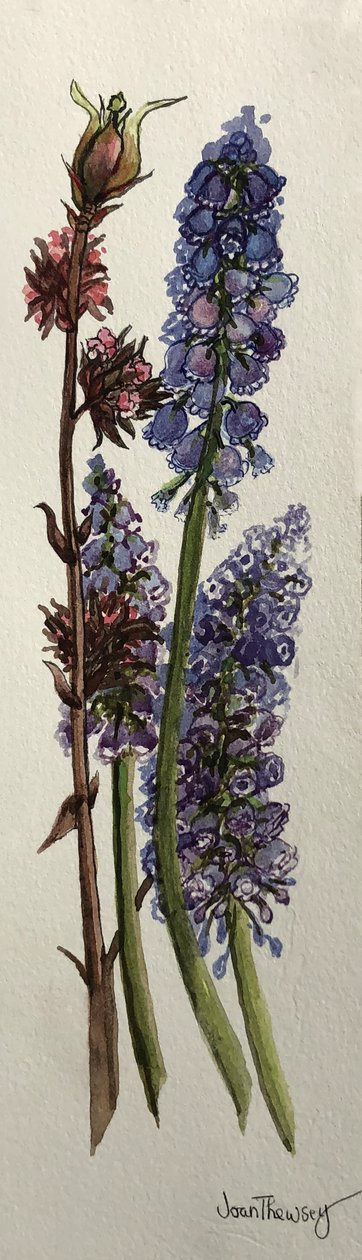 Muscari and Viburnum Bodnantense by Joan Thewsey