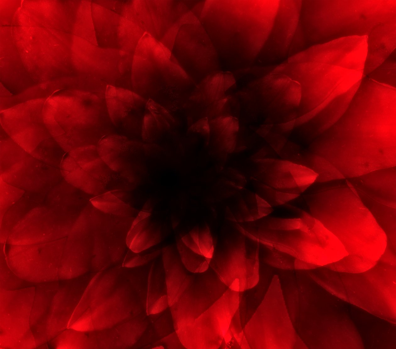 Flower red shade by Johan Lilja
