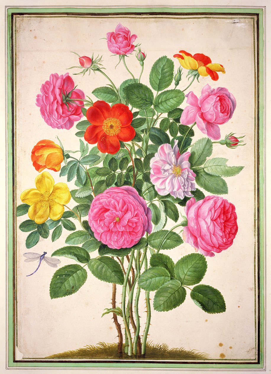 Roses, Plate 4 from the Nassau Florilegium by Johann Jakob Walther