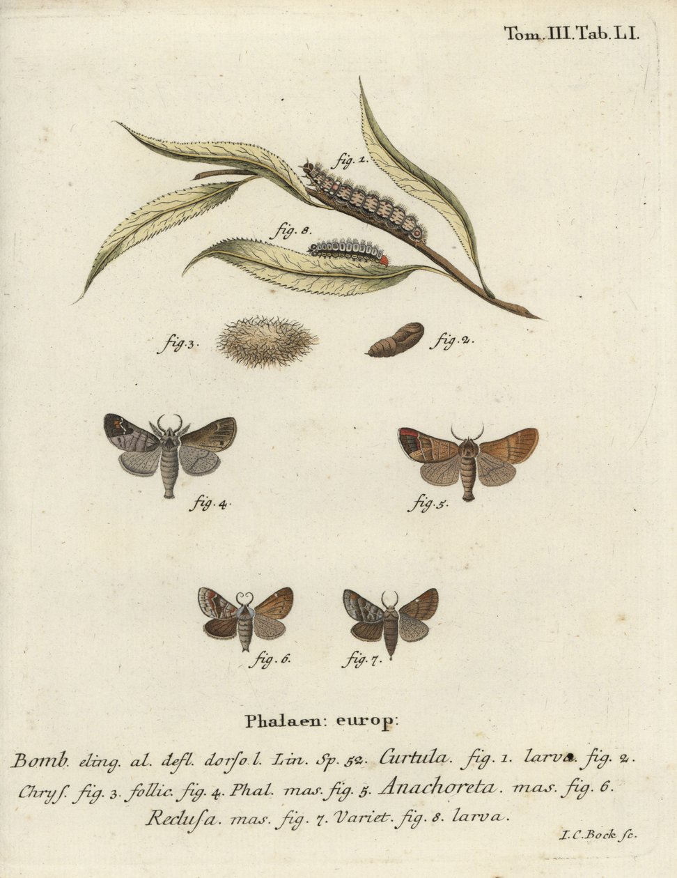 Chocolate-Tip Moths by Johann Carl Bock