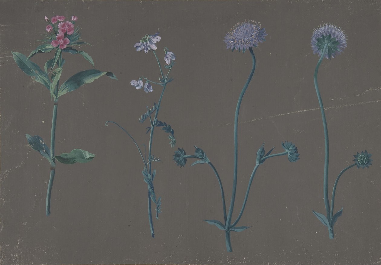 Study of Three Flowers by Johann Christian August Birnbaum
