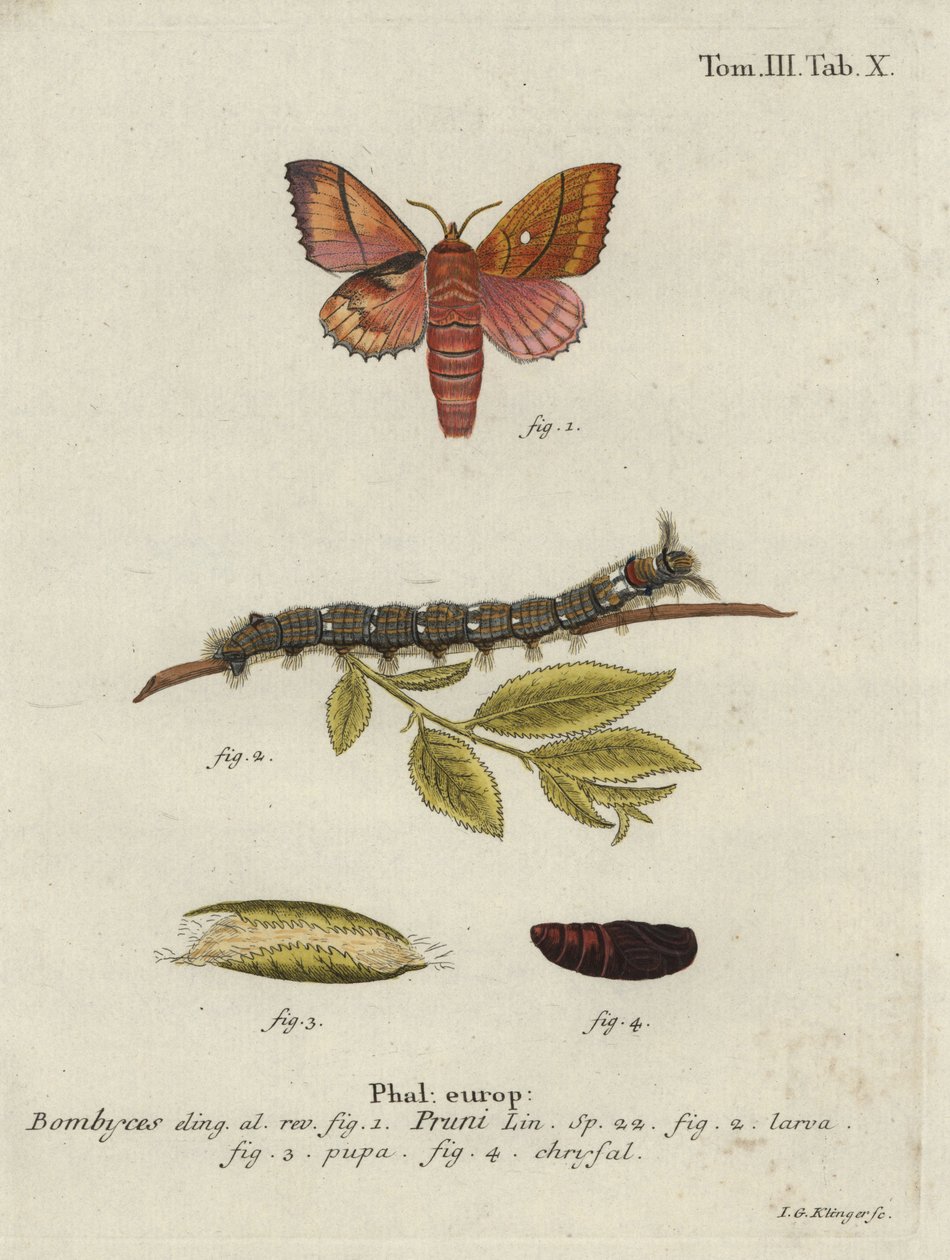 Odonestis pruni moth. by Johann Georg Klinger