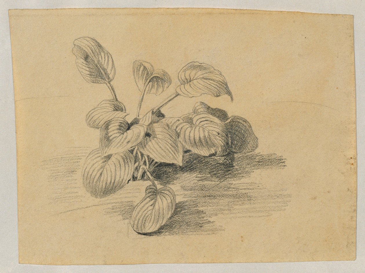 Study of a Leaf Plant by Johann Peter Krafft
