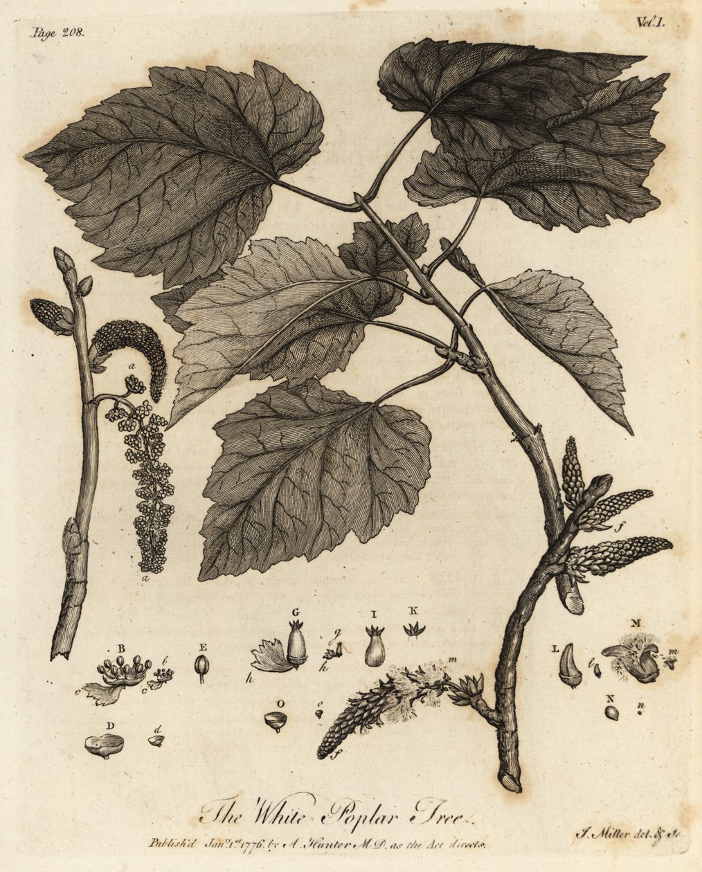 White Poplar Tree, Populus alba by Johann Sebastien Muller