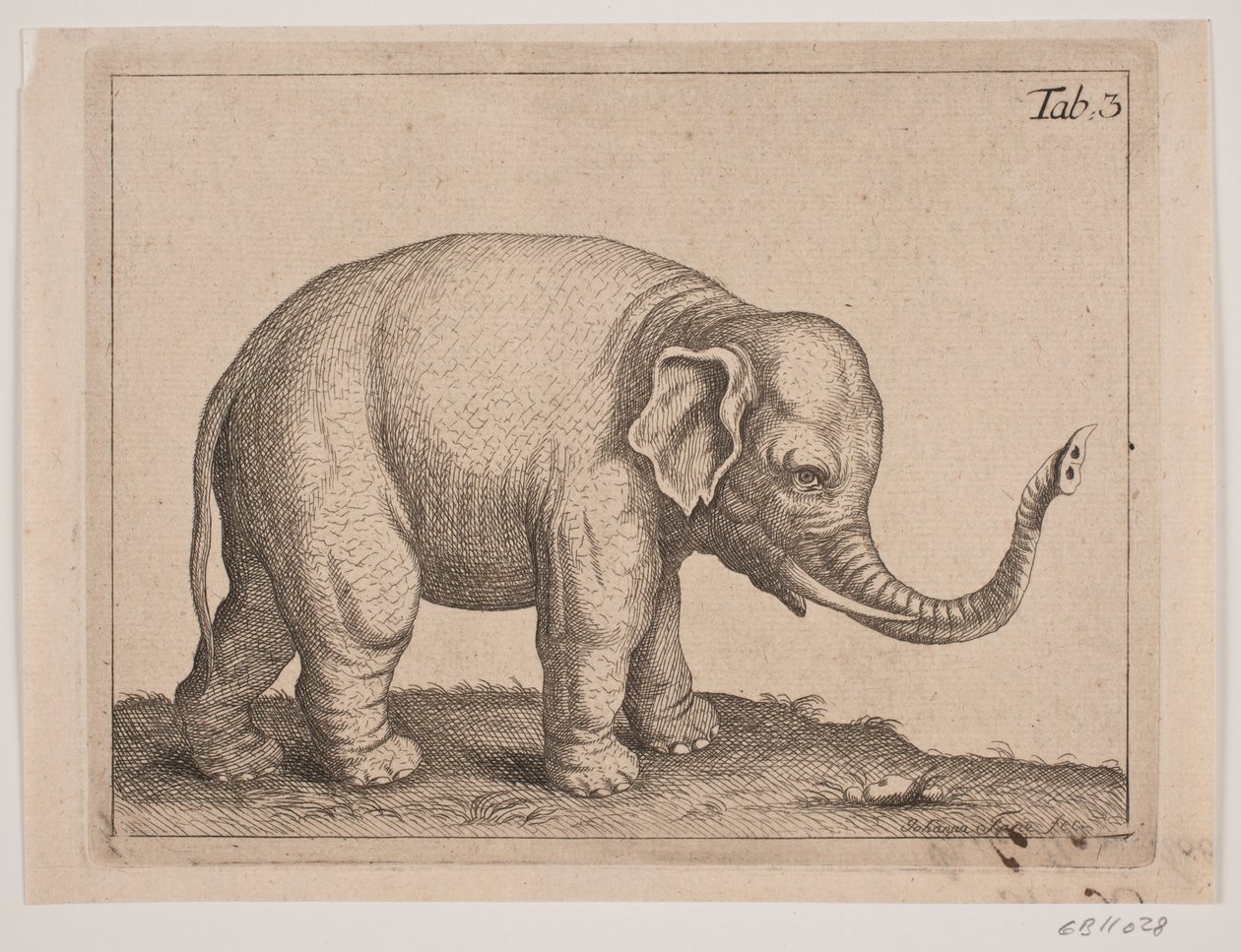 An Elephant by Johanna Fosie