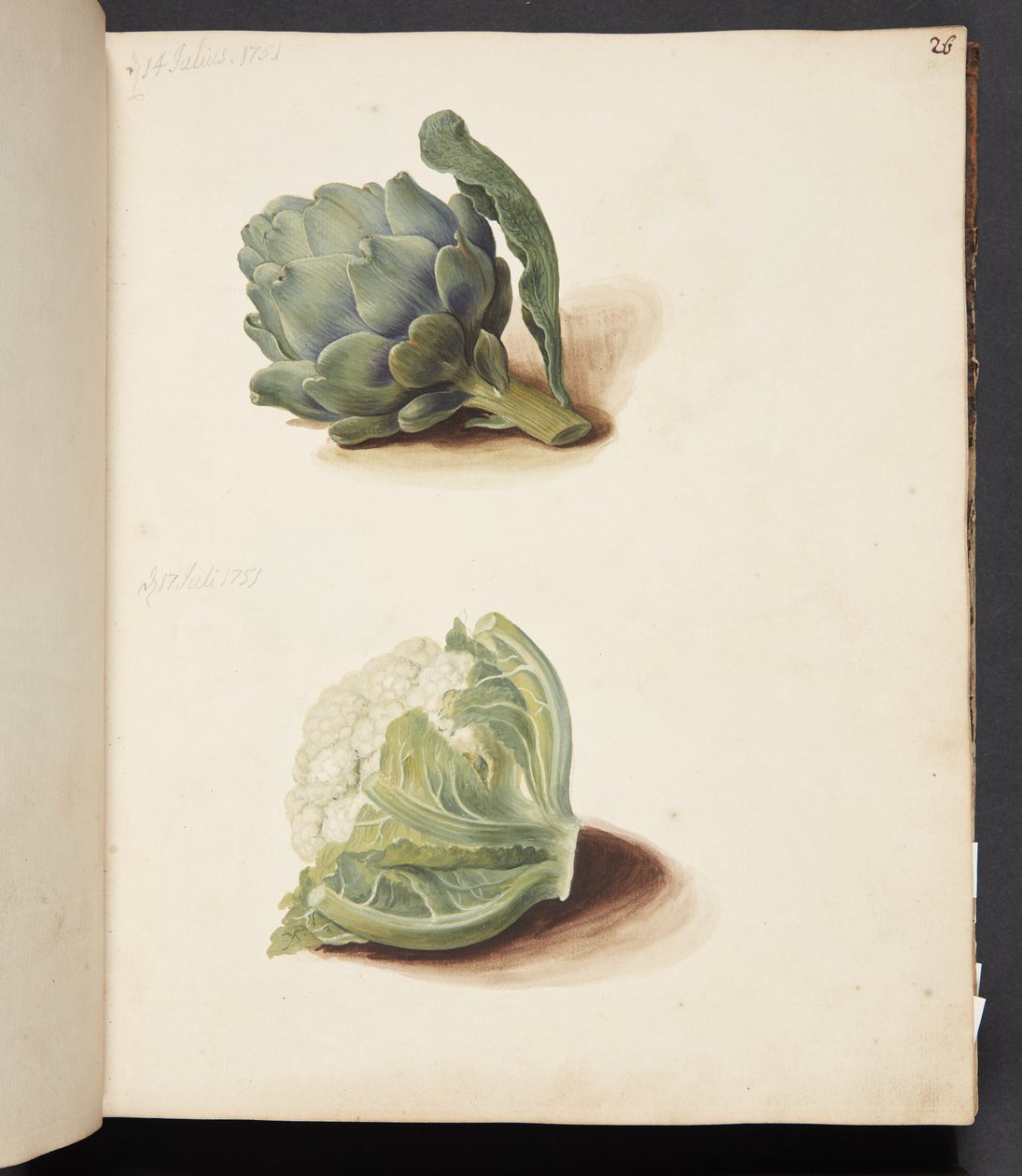 Study of Artichoke and Cauliflower Head by Johanna Fosie