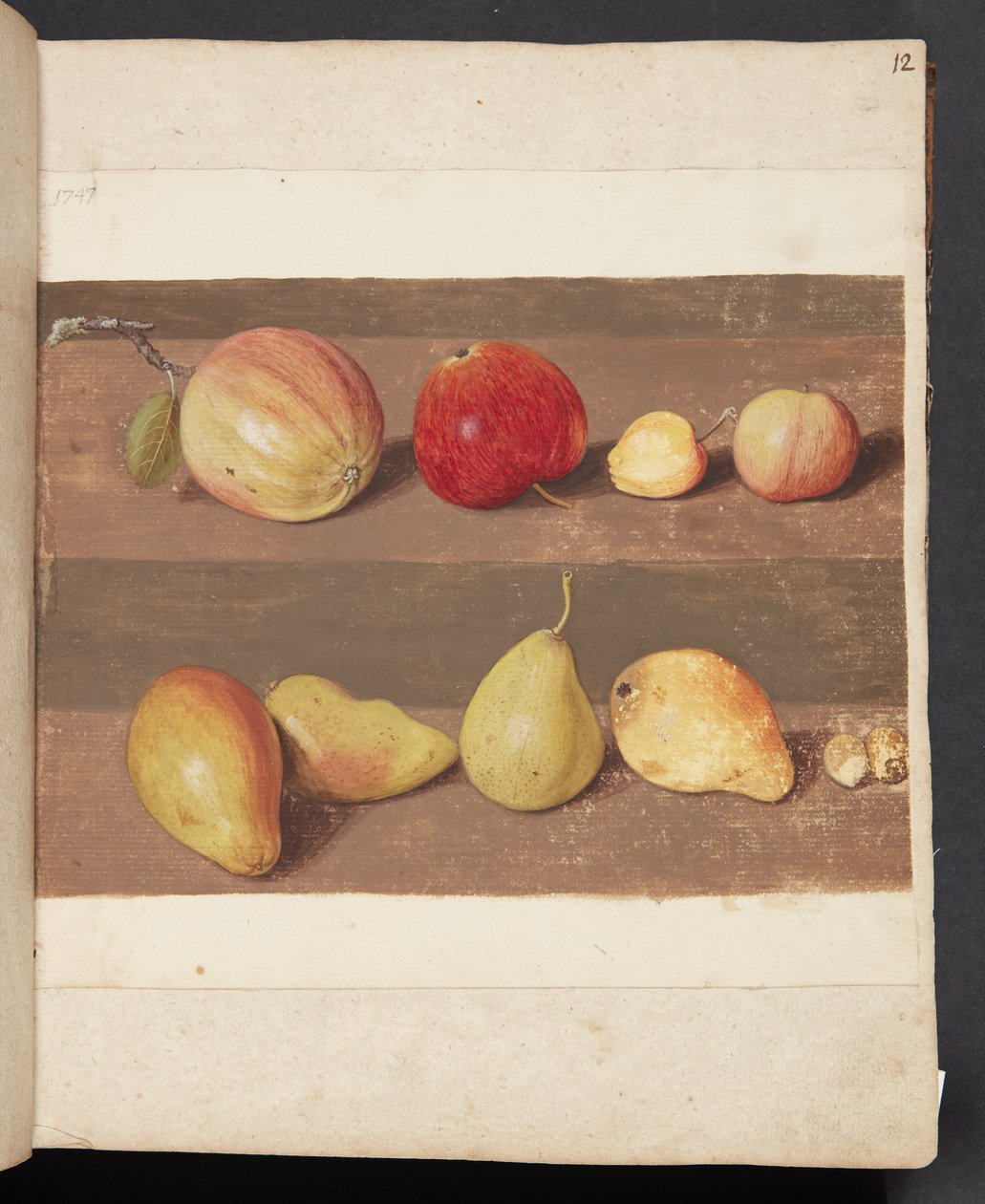 Study of Apples and Pears by Johanna Fosie