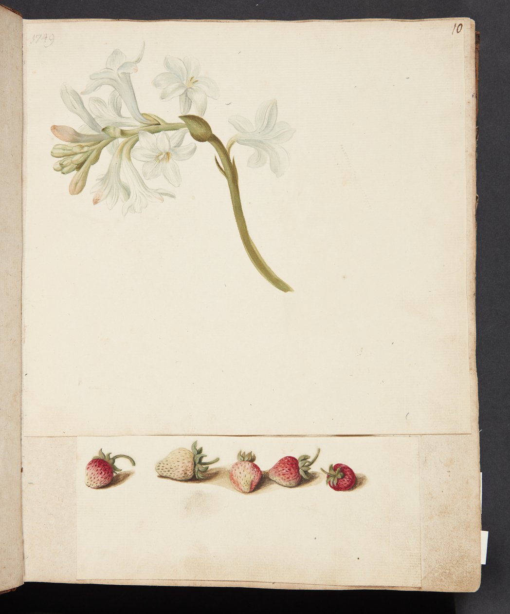 Study of Flower and Strawberry by Johanna Fosie