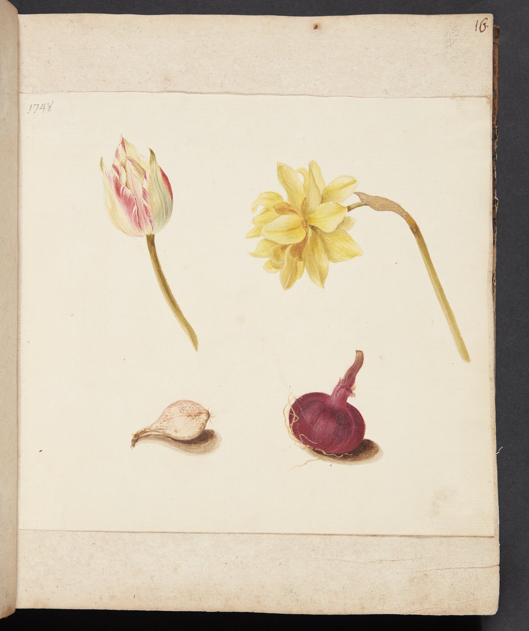 Study of Flowers and Bulbs by Johanna Fosie