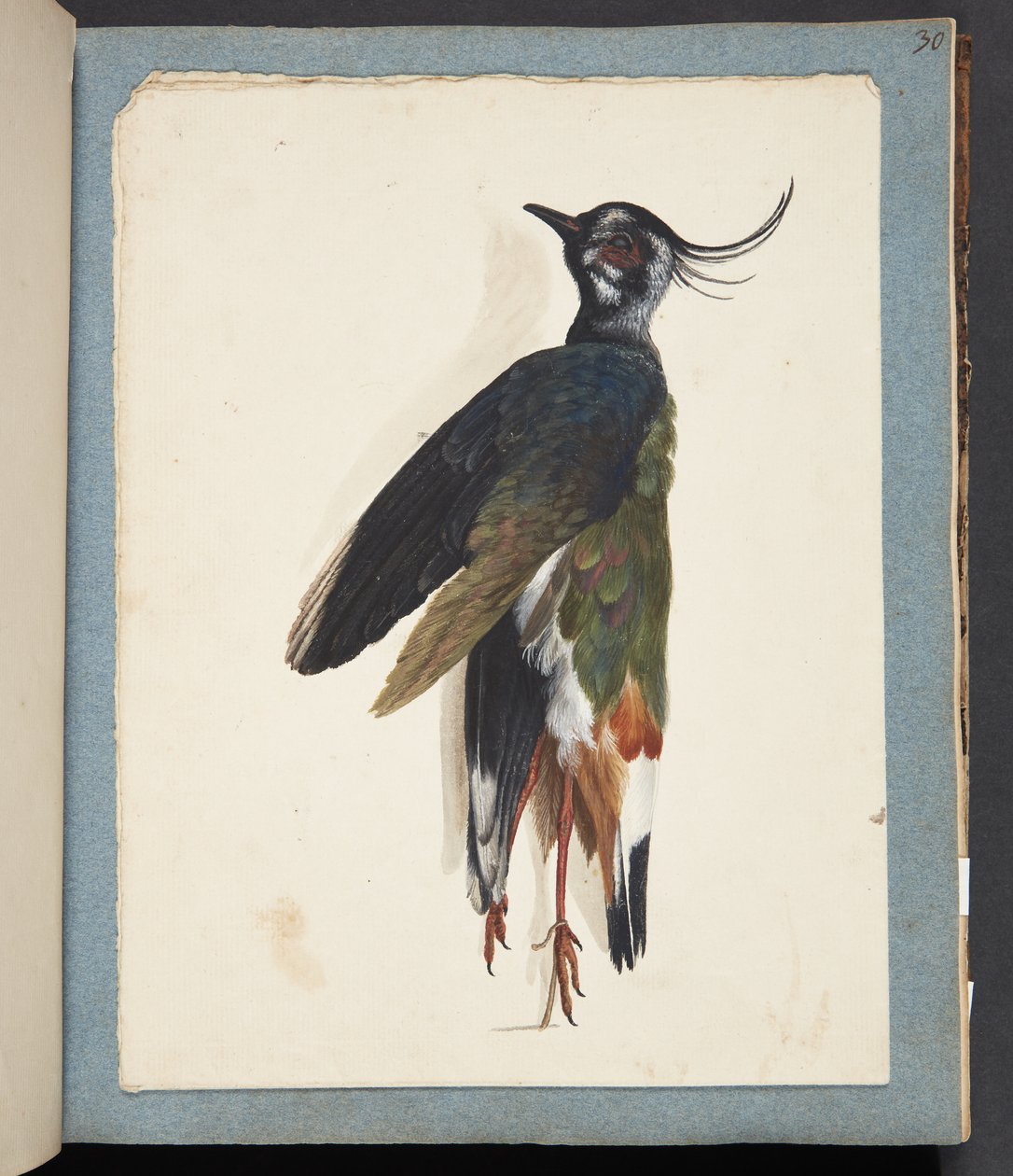 Study of a Dead Lapwing by Johanna Fosie