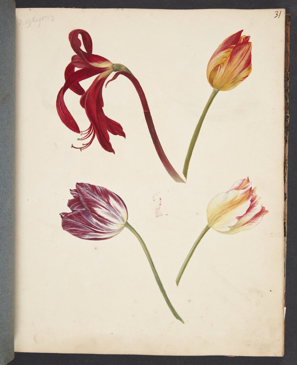 Study of Tulips by Johanna Fosie