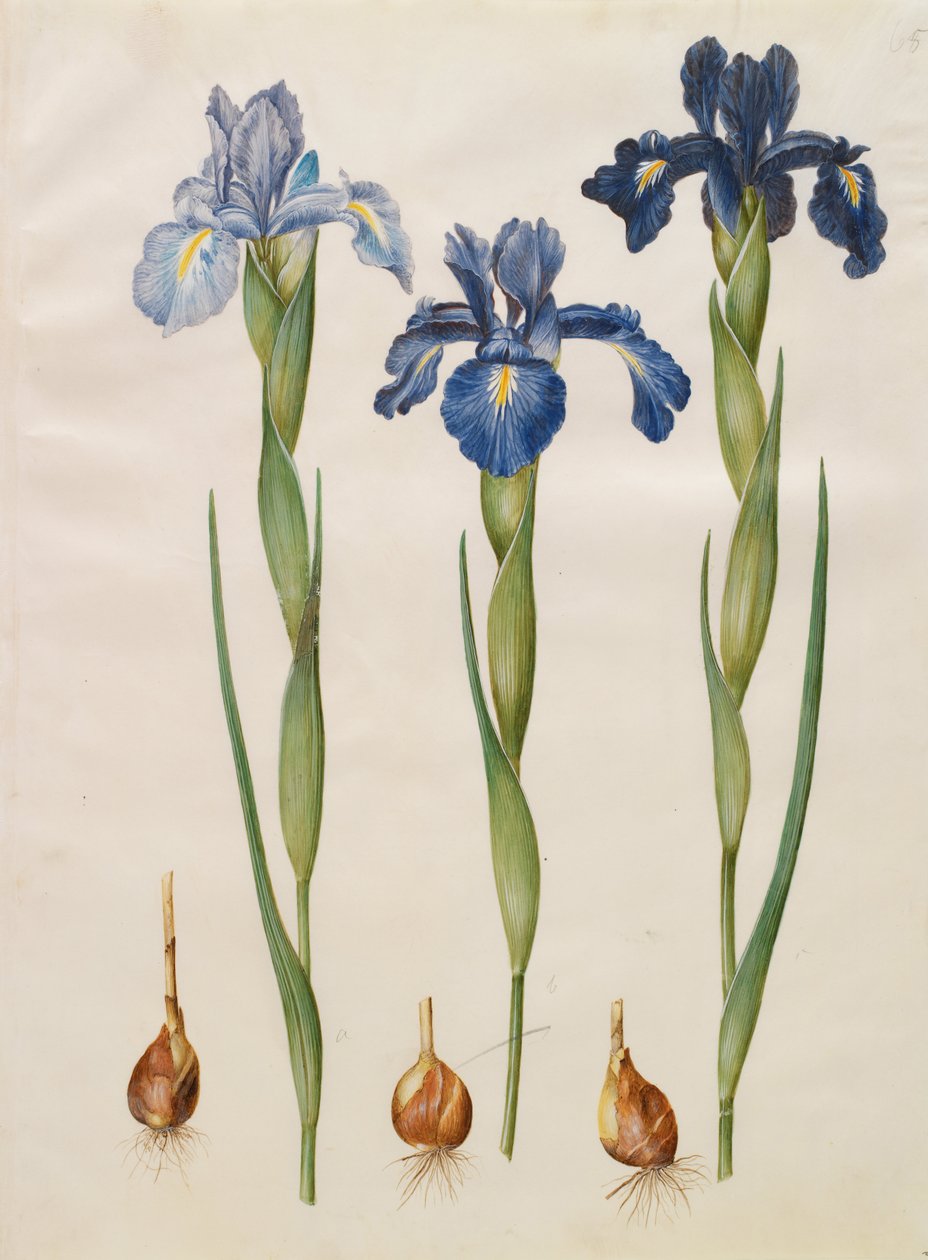 Iris xiphioides by Johannes Simon Holtzbecher