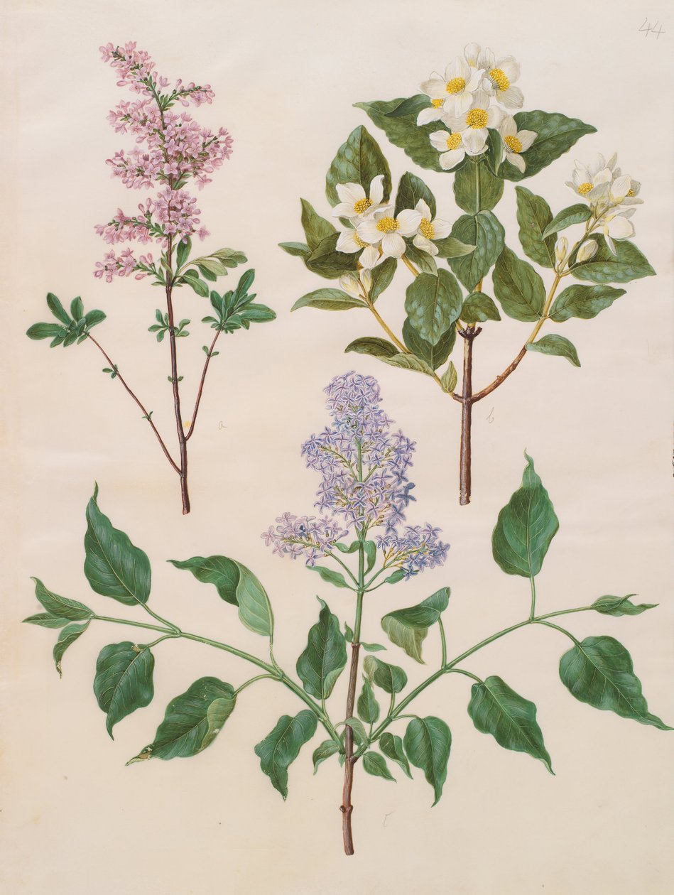 Syringa x persica; Philadelphus coronarius; Syringa vulgaris by Johannes Simon Holtzbecher