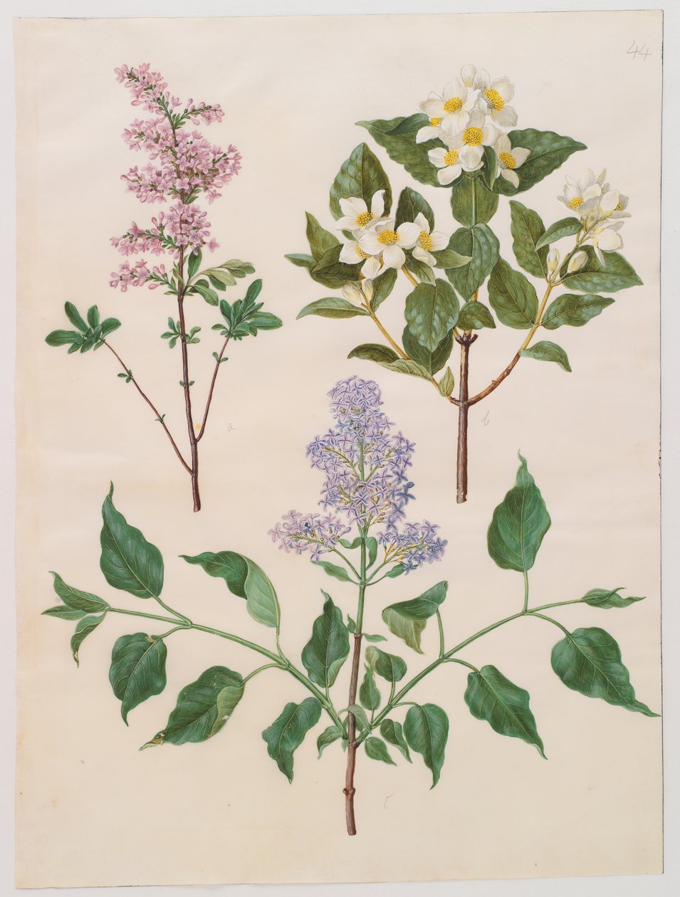 Syringa x persica; Philadelphus coronarius; Syringa vulgaris by Johannes Simon Holtzbecker