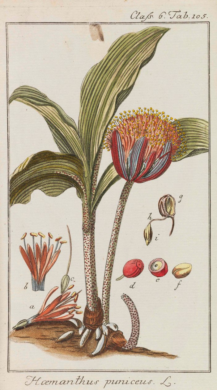 Selection of Beautiful and Rare Plants by Johannes Zorn