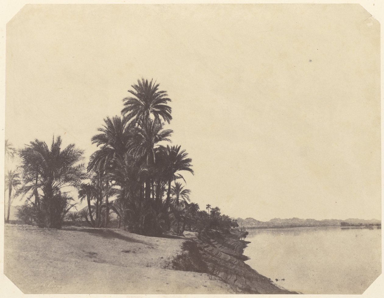 Studies of Date Palms by John Beasly Greene
