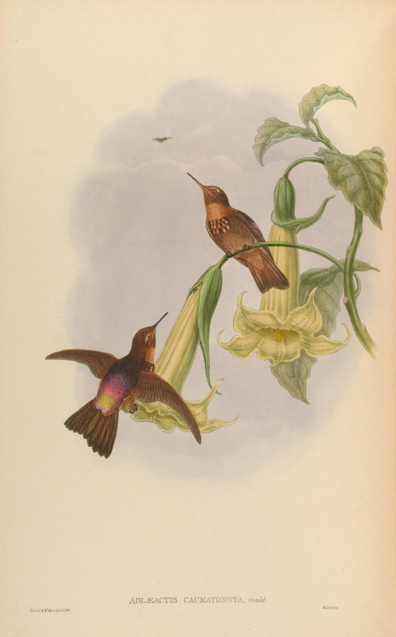 Aglaeactis caumatonota = Aglaeactis cupripennis caumatonotus by John Gould