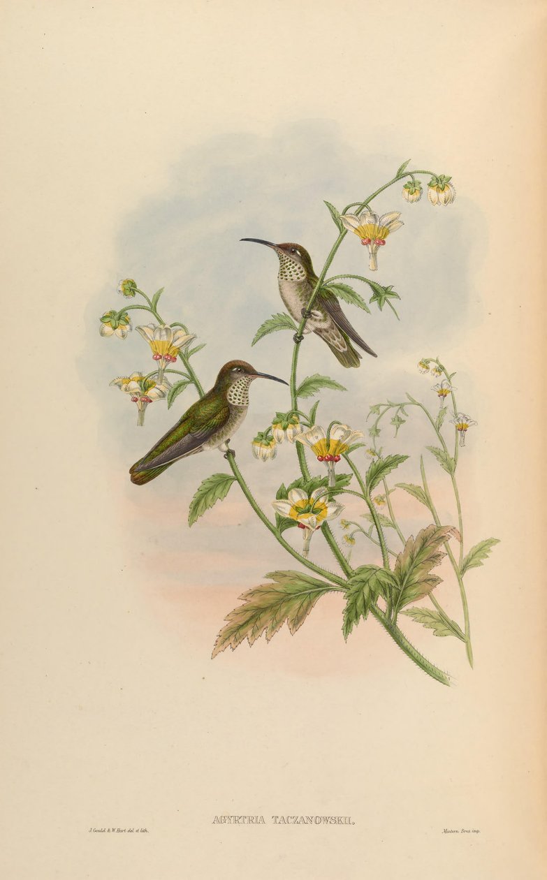 Agyrtria Taczanowskii = Leucippus Taczanowskii by John Gould