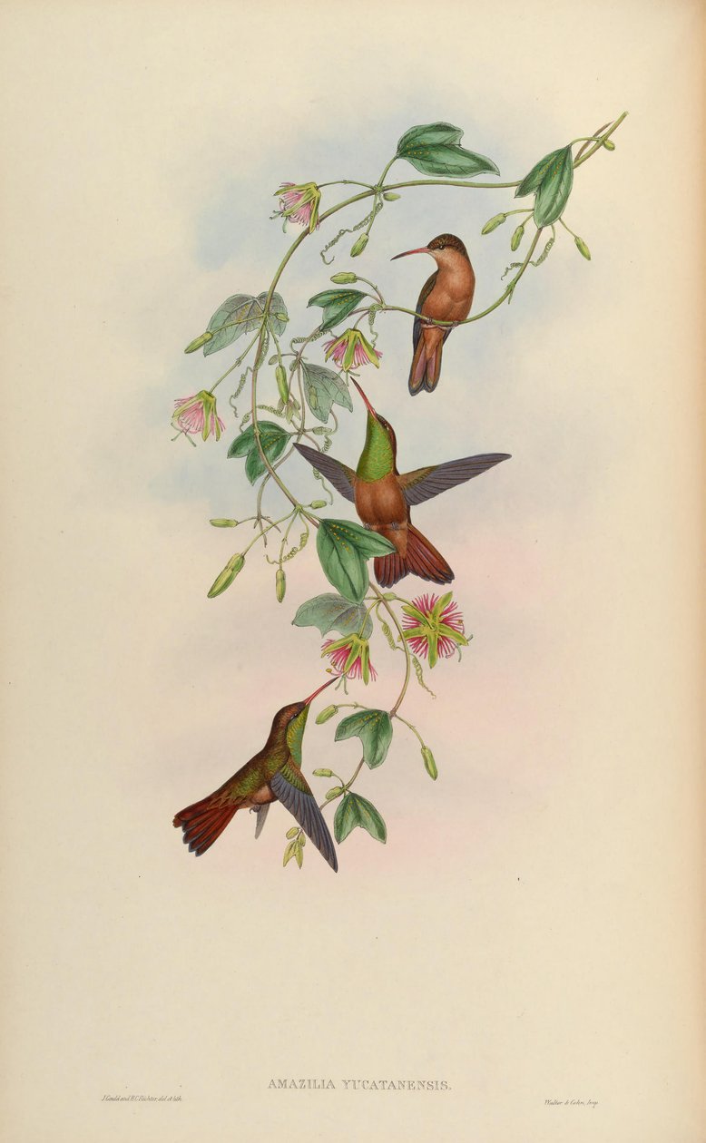 Amazilia yucatanensis by John Gould