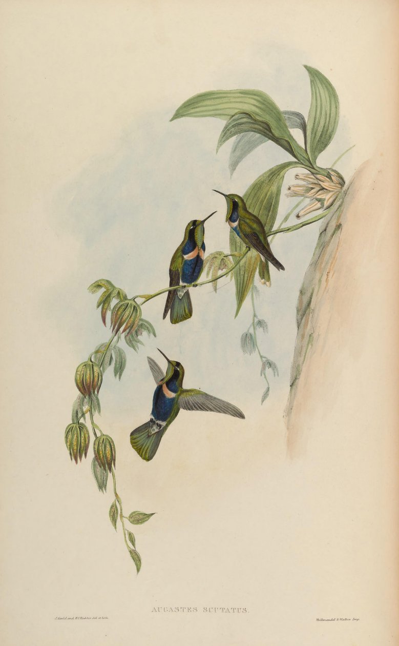 Augastes scutatus by John Gould