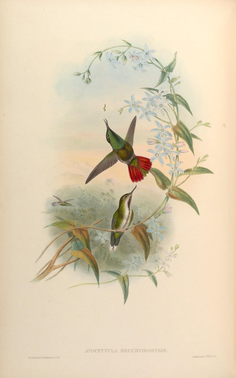 Avocettula recurvirostris by John Gould
