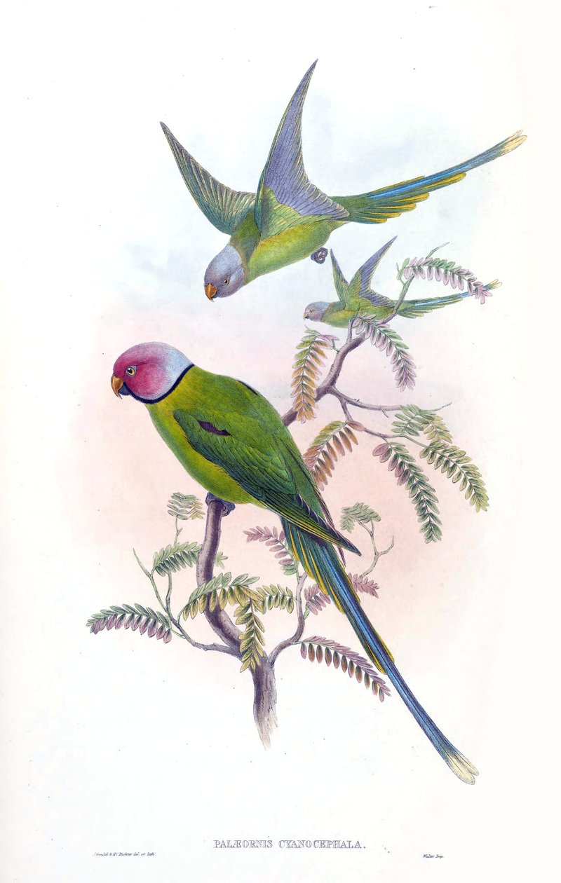 Palaeornis cyanocephalus = Psittacula cyanocephala by John Gould