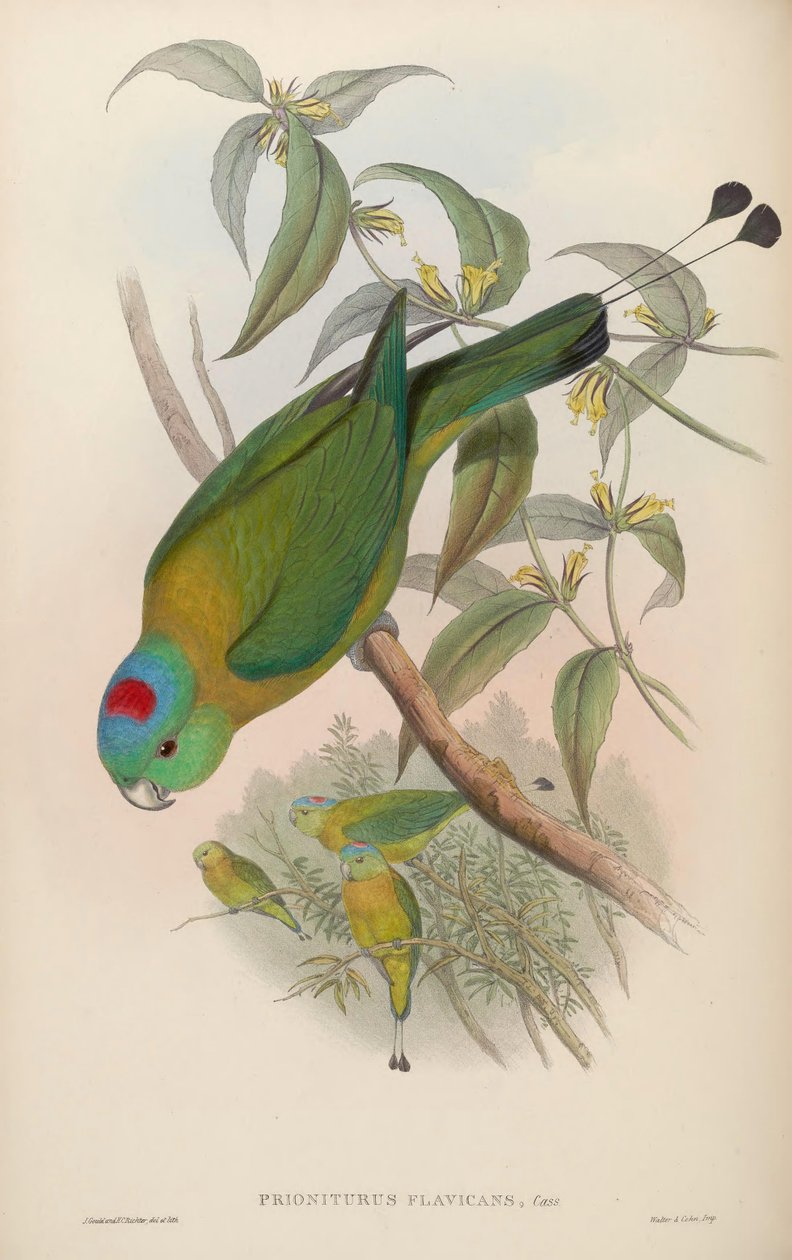 Prioniturus flavicans by John Gould