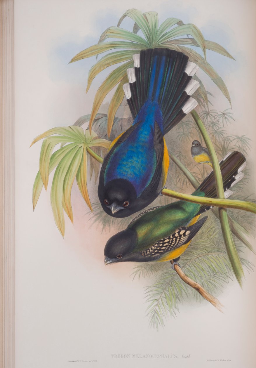 Trogon Melanocephalus, plate from The Birds of Great Britain by John Gould by John Gould