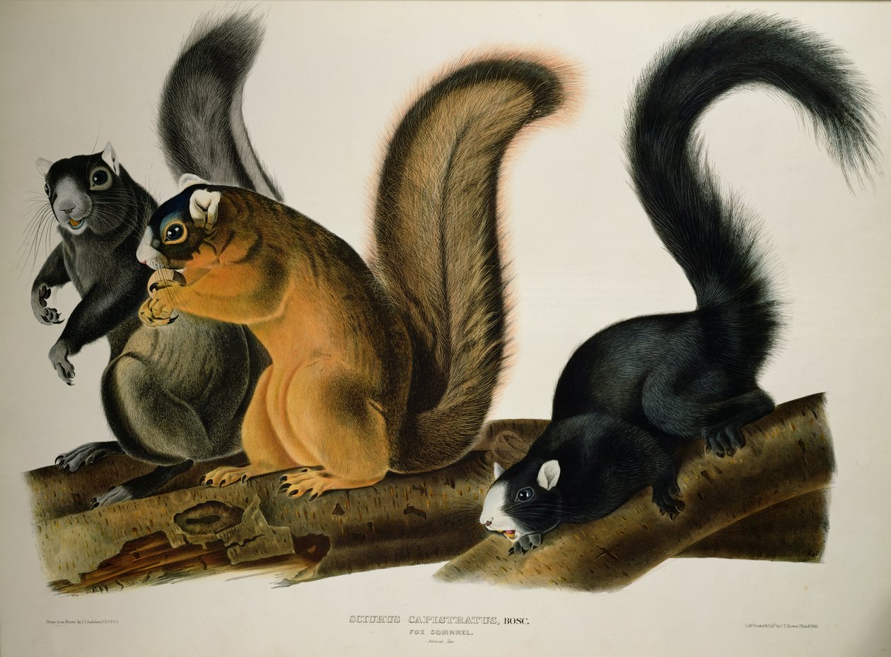 Fox Squirrel, from 