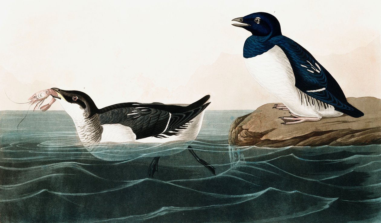 Little Auk, Uria Alle, from The Birds of America by John J. Audubon, pub. 1827-38 by John James Audubon