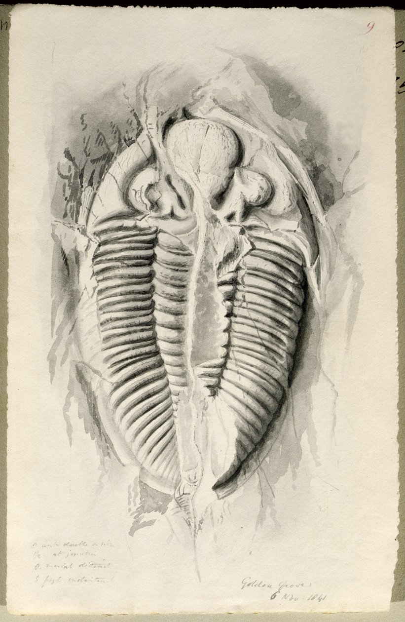 Trilobite from Golden Grove by John Phillips