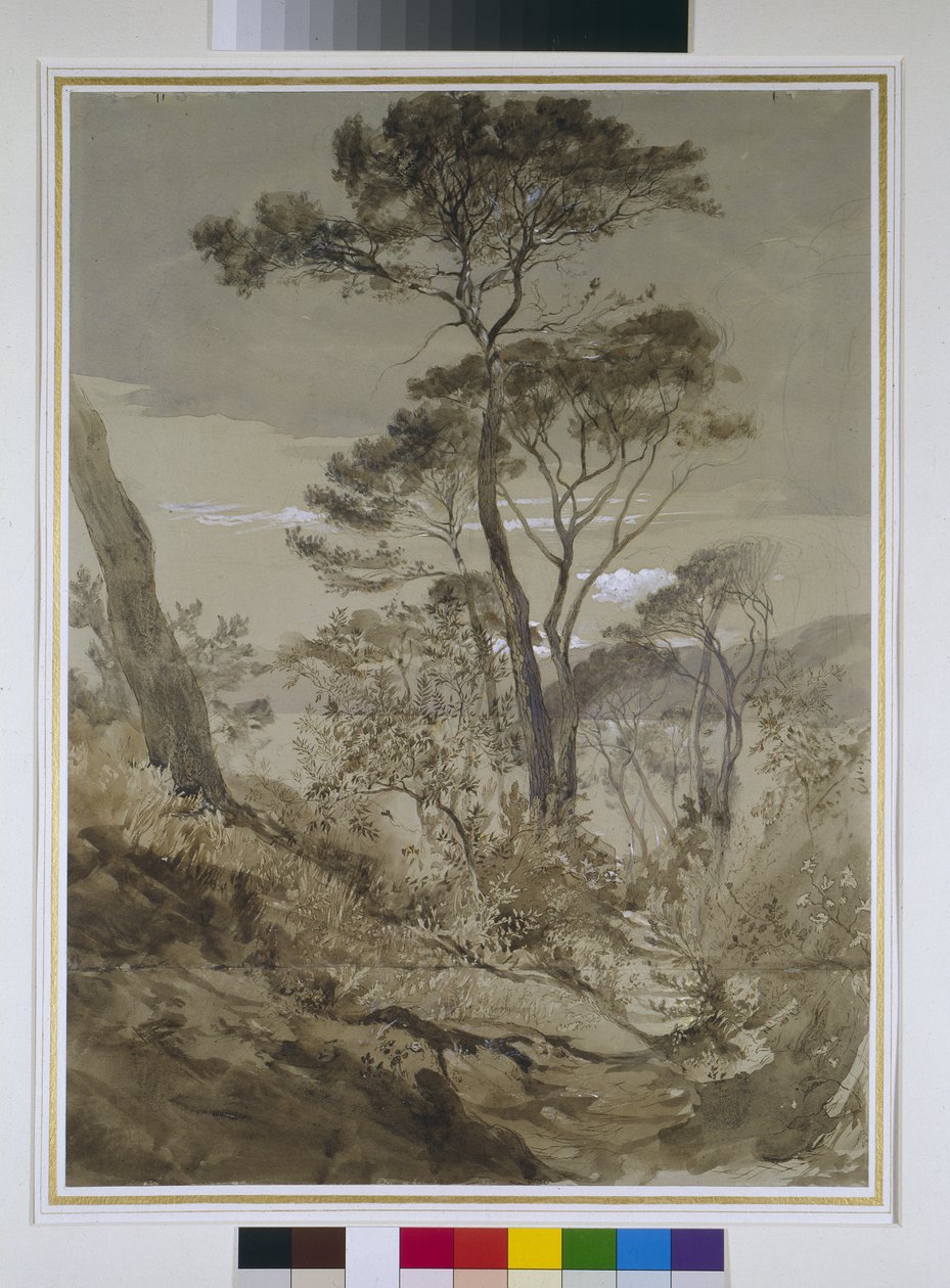 Stone Pines at Sestri, Gulf of Genoa by John Ruskin