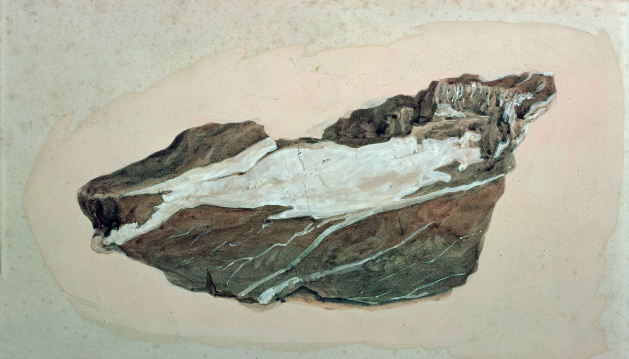 Study of Rock with Quartz veining, 19th century by John Ruskin