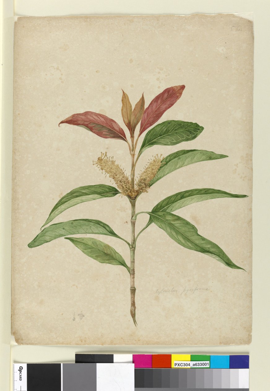 Xylomelum pyriforme by John William Lewin