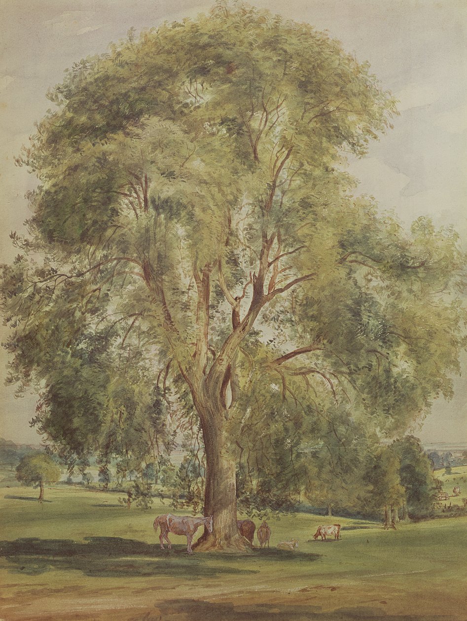 The Tree by John Constable