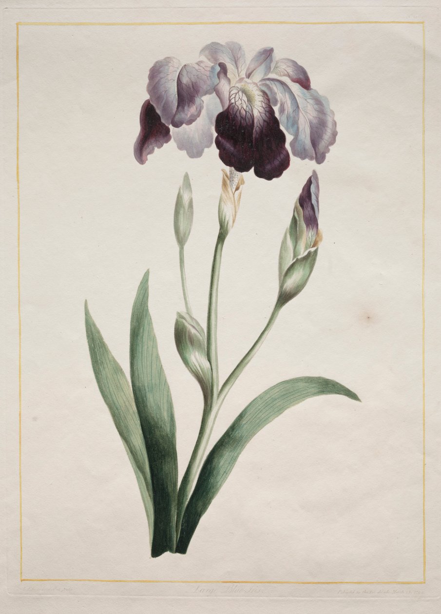 Japanese Iris Large Blue Iris, 1801 by John Edwards