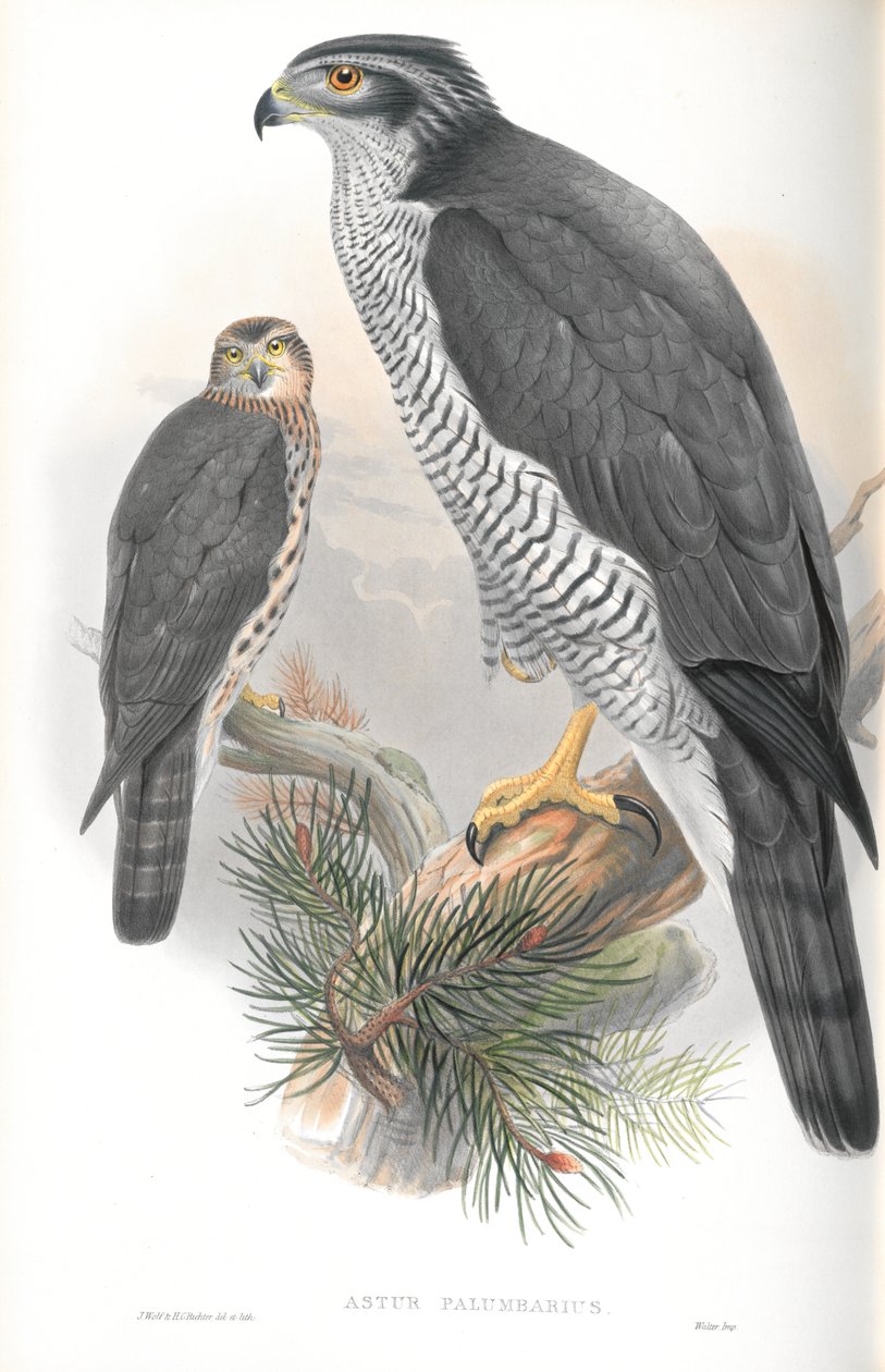 Illustration of Astur Palumbarius (Goshawk) by John Gould