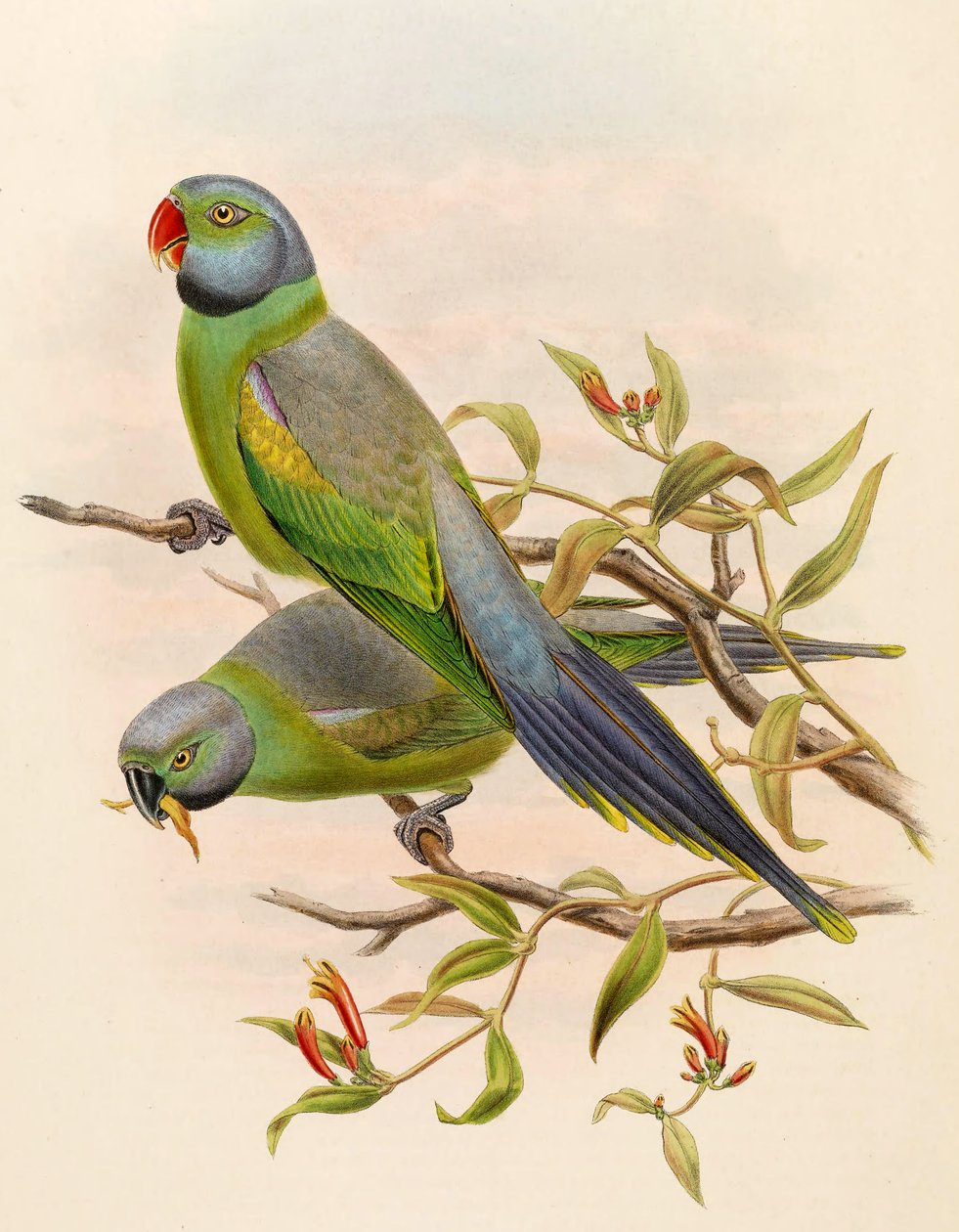 Palaeornis calthropae = Psittacula calthropae by John Gould