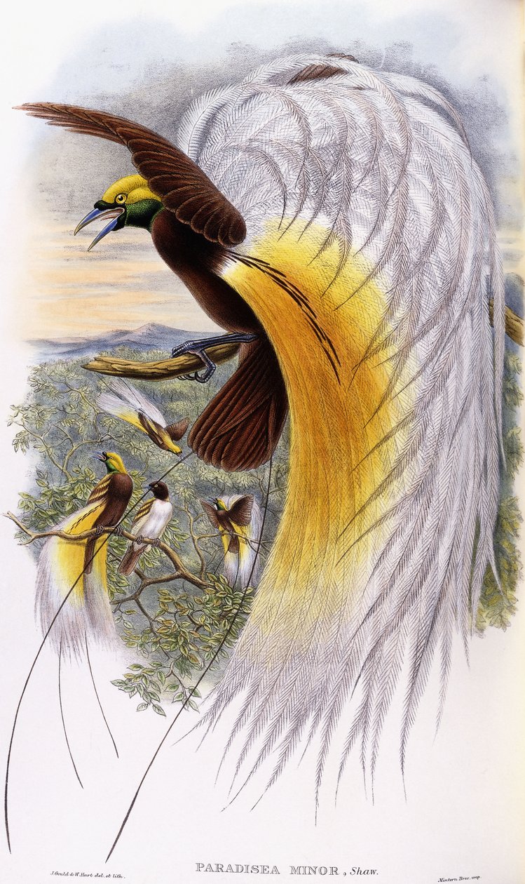 Lesser Bird-of-Paradise by John Gould
