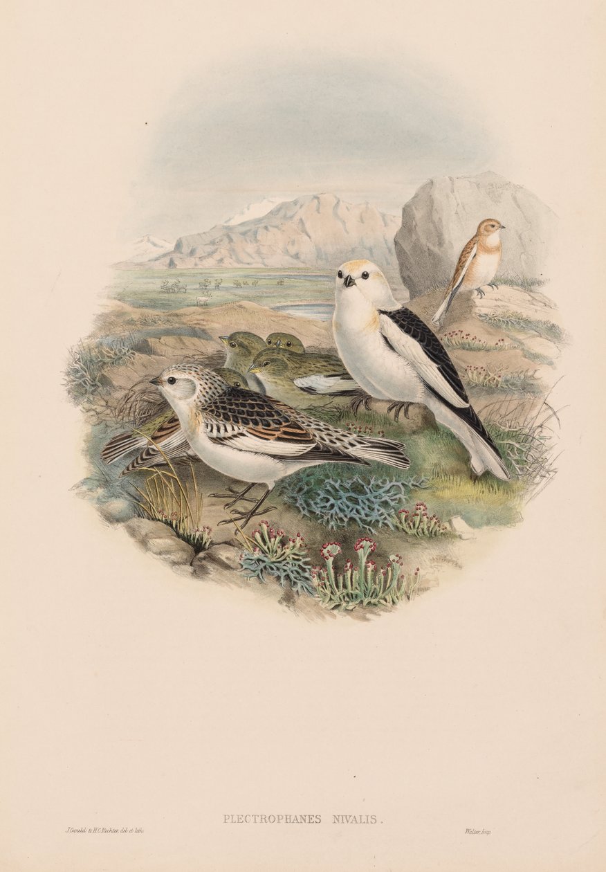 Snow Bunting by John Gould