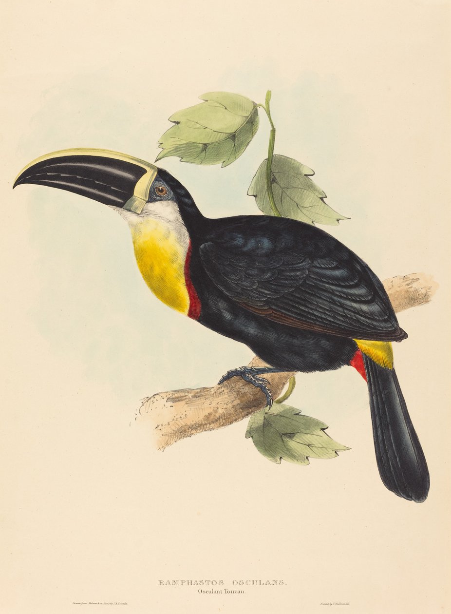 Osculant Toucan (Ramphastos osculans) by John Gould and Elizabeth Gould