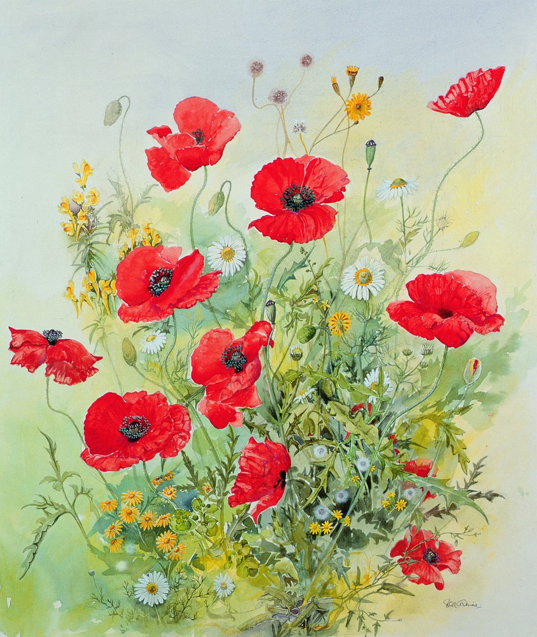 Poppies and Mayweed by John Gubbins