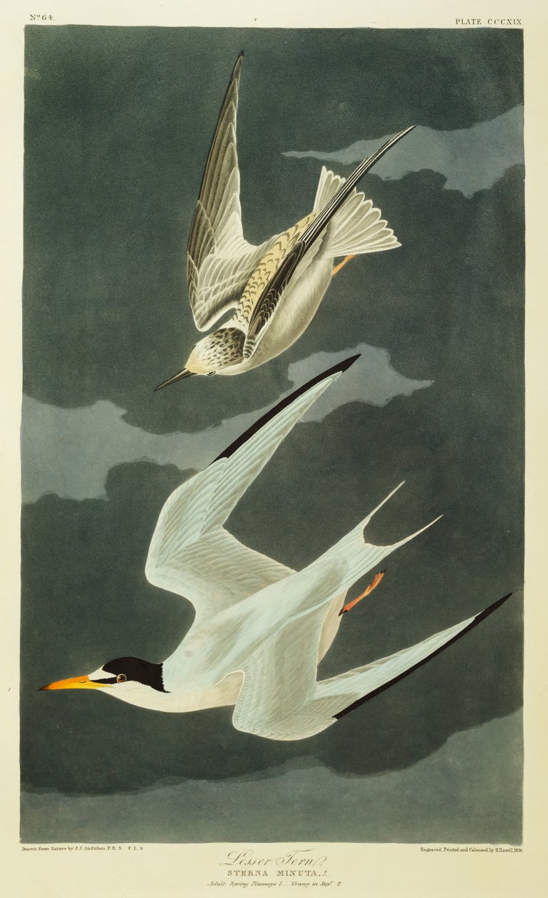 Lesser Tern by John James Audubon