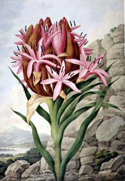 Spear Lily (Doryanthes excellsa) by John Lindley