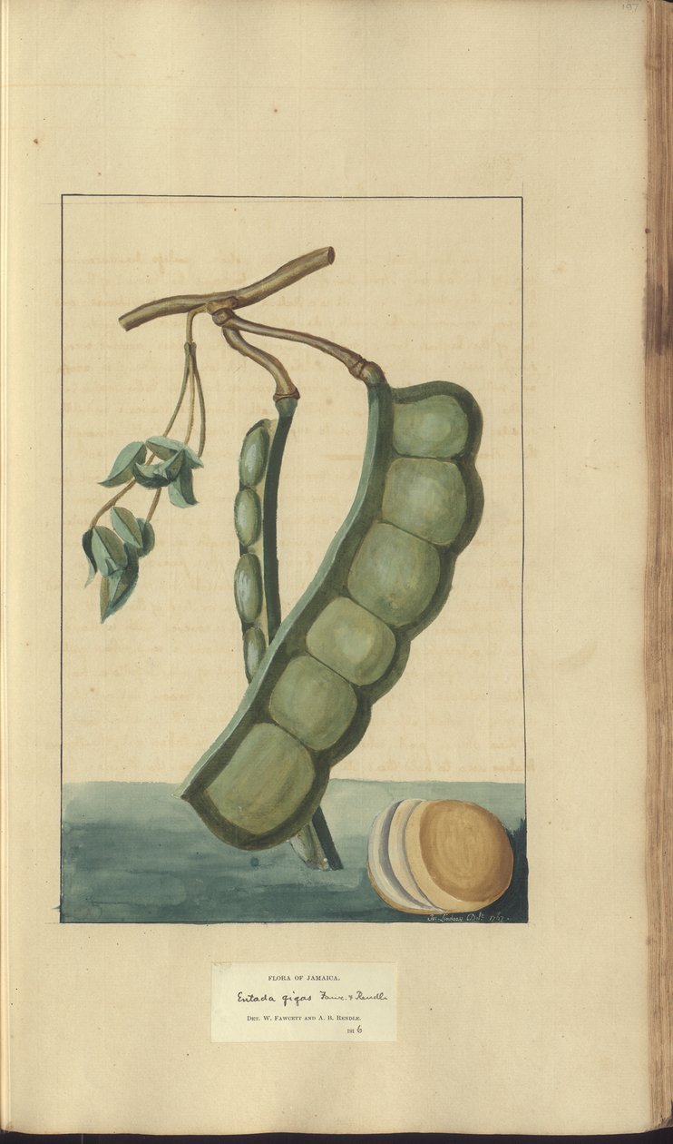 A page from the 