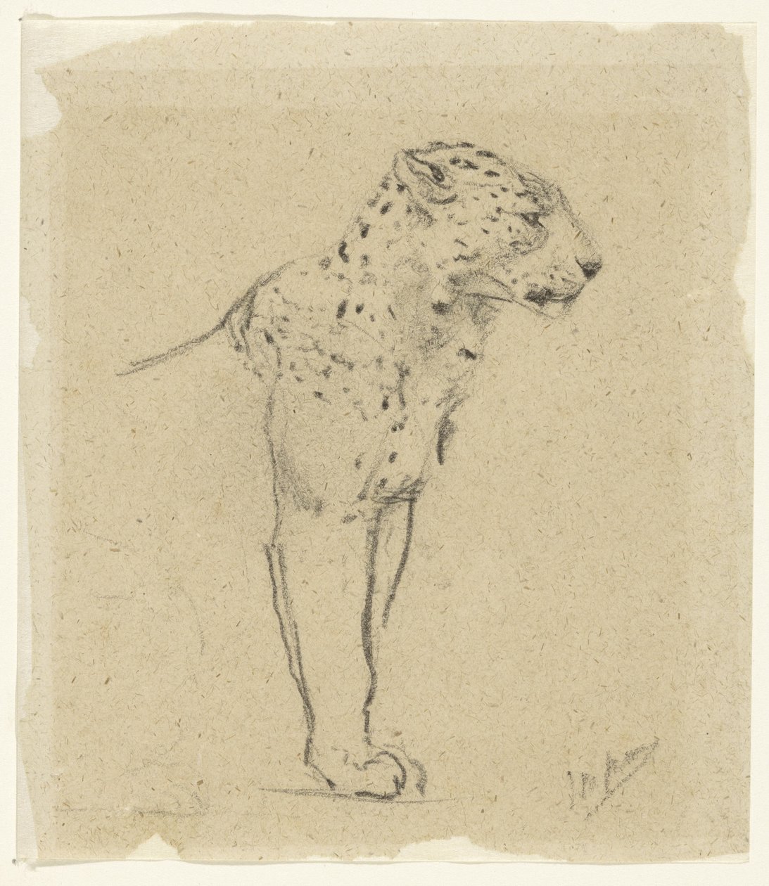 Study of a Standing Leopard by John Macallan Swan