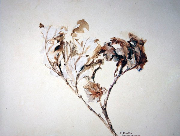 Study of Oak Leaves by John Ruskin